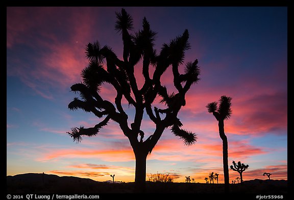 Joshua Trees silhouetted against colorful sunset. Joshua Tree National Park (color)