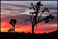 Joshua Trees silhouettes and bright sunset clouds. Joshua Tree National Park ( color)