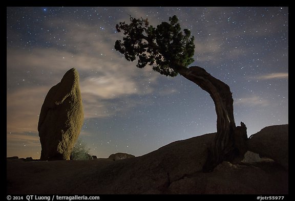 Juniper and balanced pointed rock at night. Joshua Tree National Park (color)