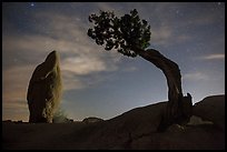 Juniper and balanced pointed rock at night. Joshua Tree National Park ( color)