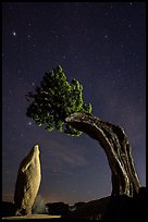Pointed monolith framed by juniper tree at night. Joshua Tree National Park ( color)