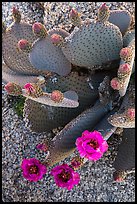 Beavertail cactus bloom. Joshua Tree National Park ( color)
