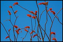 Stems and bright crimson flowers of ocotillo. Joshua Tree National Park ( color)