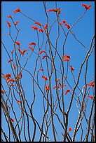 Desert coral (Fouquieria splendens) in bloom. Joshua Tree National Park ( color)