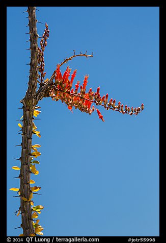 Stem and flower of slimwood (Fouquieria splendens). Joshua Tree National Park (color)