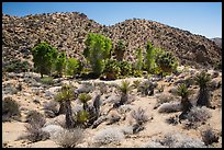 Cottonwood Spring and bare hills. Joshua Tree National Park ( color)