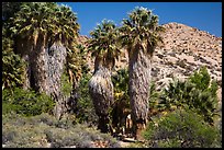 Native California palms, Cottonwood Spring. Joshua Tree National Park ( color)