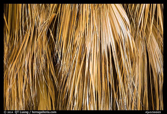 Close-up of dried palm leaves. Joshua Tree National Park (color)