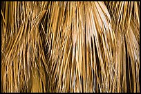 Close-up of dried palm leaves. Joshua Tree National Park ( color)