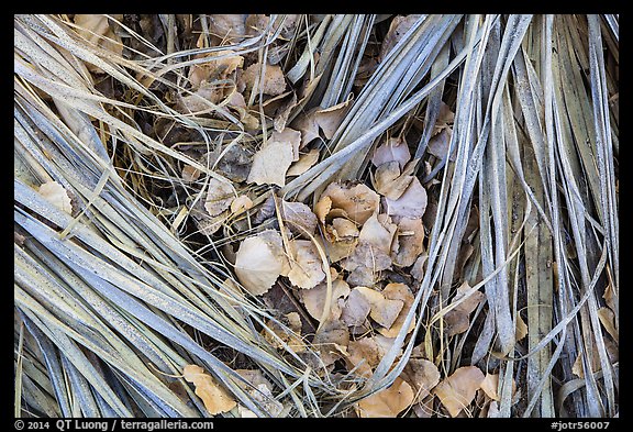 Ground view of fallen palms and cottonwood leaves. Joshua Tree National Park, California, USA.