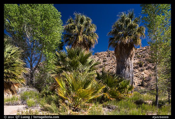 Cottonwoods and palm trees, Cottonwood Spring. Joshua Tree National Park (color)