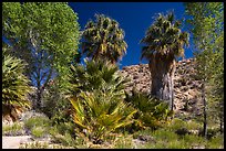 Cottonwoods and palm trees, Cottonwood Spring. Joshua Tree National Park ( color)