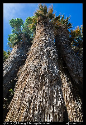 Looking up frond skirt of California fan palm tree. Joshua Tree National Park (color)
