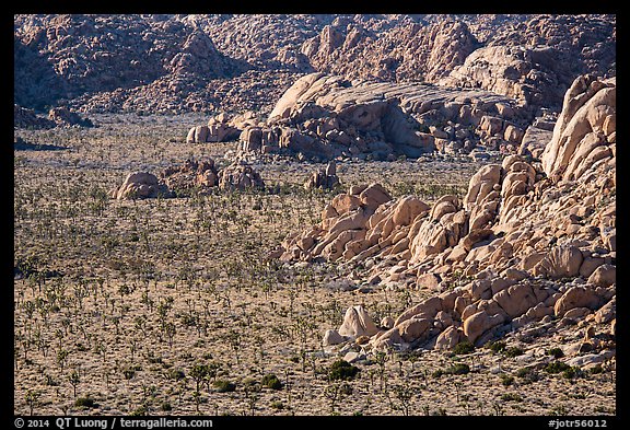 Boulders outcrops and Joshua Trees from above. Joshua Tree National Park (color)