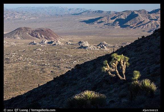 Cactus, slope in shade, and desert mountains. Joshua Tree National Park (color)