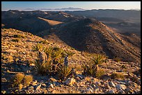 View towards San Bernardino Mountains from Ryan Mountain. Joshua Tree National Park ( color)