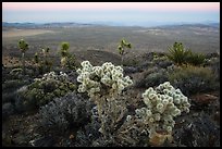 Cholla Cactus, yucca on Ryan Mountain, dusk. Joshua Tree National Park ( color)