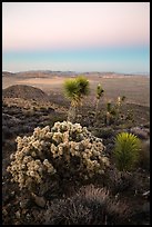 Cholla Cactus, yucca on Ryan Mountain with earth shadow. Joshua Tree National Park ( color)