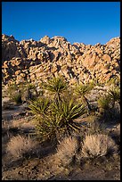 Yuccas and Wonderland of Rocks, Indian Cove. Joshua Tree National Park ( color)