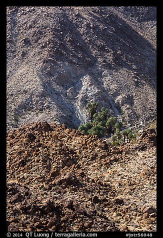 Oasis nestled in rocky hills. Joshua Tree National Park (color)