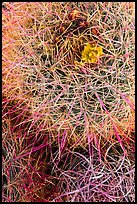 Close-up of barrel cactus top. Joshua Tree National Park ( color)
