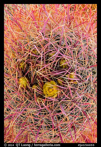 Close-up of barrel cactus in bloom. Joshua Tree National Park (color)