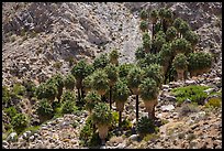 Forty-nine palms Oasis. Joshua Tree National Park ( color)