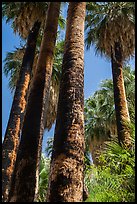 California Fan palms with charred trunks. Joshua Tree National Park ( color)