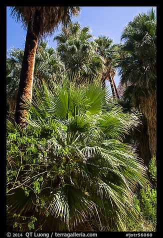 Lush vegetation in 49 Palms Oasis. Joshua Tree National Park (color)