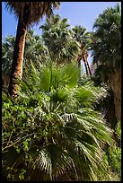 Lush vegetation in 49 Palms Oasis. Joshua Tree National Park ( color)