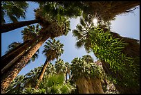 Looking up palm trees in 49 Palms Oasis. Joshua Tree National Park ( color)