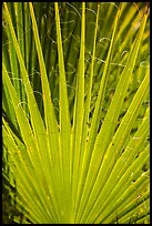 Palm detail, Forty-nine palms Oasis. Joshua Tree National Park ( color)