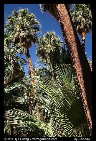 Palms and trunks, Forty-nine palms Oasis. Joshua Tree National Park (color)