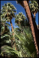 Palms and trunks, Forty-nine palms Oasis. Joshua Tree National Park ( color)