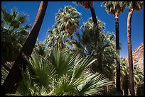 California palm trees, 49 Palms Oasis. Joshua Tree National Park ( color)