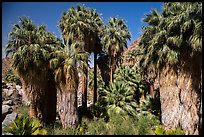 California fan palm trees with frond skirts, 49 Palms Oasis. Joshua Tree National Park ( color)