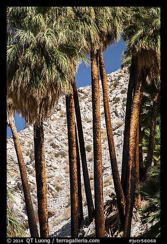 Trunks of California fan palm trees. Joshua Tree National Park (color)