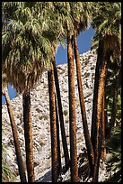 Trunks of California fan palm trees. Joshua Tree National Park ( color)