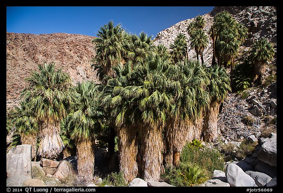 California fan palms, Forty-nine Palms Oasis. Joshua Tree National Park (color)
