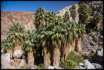 California fan palms, Forty-nine Palms Oasis. Joshua Tree National Park ( color)