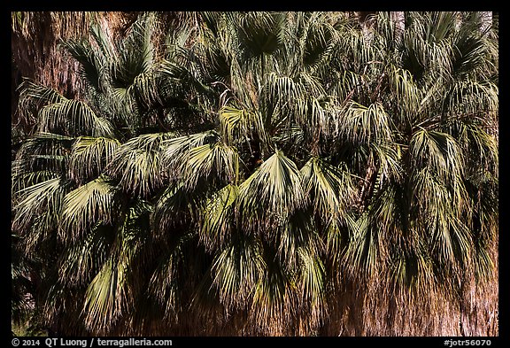 Picture/Photo: Canopy of California fan palms. Joshua Tree National Park