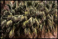 Canopy of California fan palms. Joshua Tree National Park ( color)