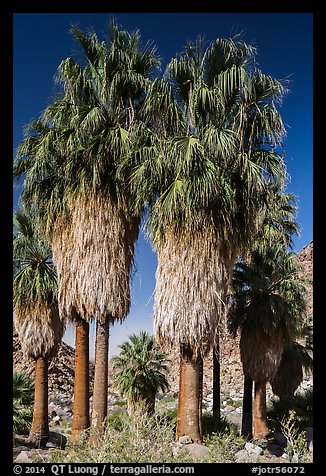 Native California fan palm trees. Joshua Tree National Park (color)