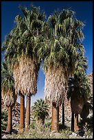 Native California fan palm trees. Joshua Tree National Park ( color)