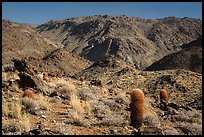 Barrel cacti and craggy hills. Joshua Tree National Park ( color)