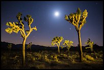 Joshua trees and moon at night. Joshua Tree National Park ( color)