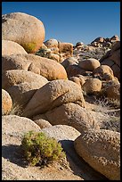Sage and boulders, White Tanks. Joshua Tree National Park ( color)