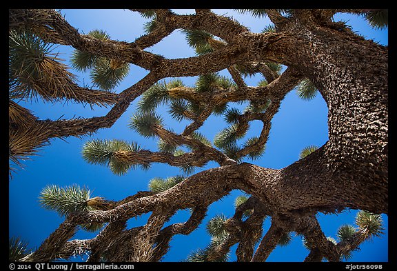 Looking up Joshua tree (Yucca brevifolia). Joshua Tree National Park (color)
