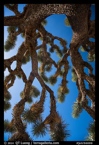 Looking up branches of Joshua tree. Joshua Tree National Park (color)