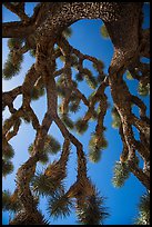 Looking up branches of Joshua tree. Joshua Tree National Park ( color)
